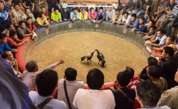 
菲律宾经总统批准终止线上斗鸡下注 